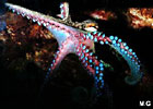 photo d'un poulpe, Octopus vulgaris